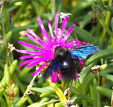 Blaue Holzbiene